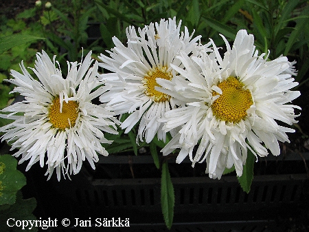 Leucanthemum x superbum 'Snowdrift', isopäivänkakkara